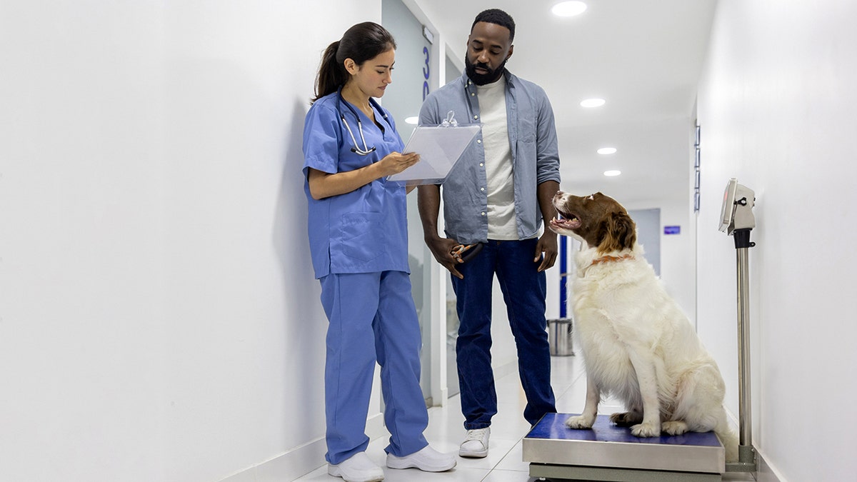 Vet weighs big dog on scale at vet
